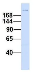 Anti-Laminin gamma 1 antibody, Internal used in Western Blot (WB). GTX44866