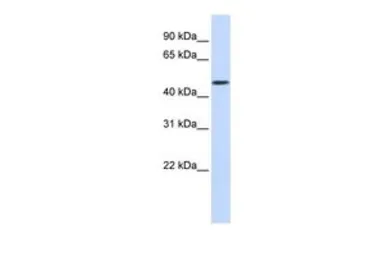 Anti-WDR21A antibody, Internal used in Western Blot (WB). GTX45305