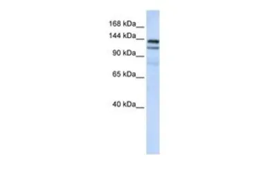 Anti-NOMO1 antibody, C-term used in Western Blot (WB). GTX45346
