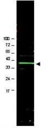 Anti-Bmi1 antibody used in Western Blot (WB). GTX45791