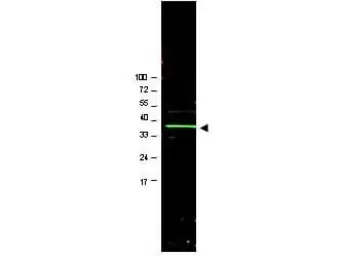 Anti-Bmi1 antibody used in Western Blot (WB). GTX45791