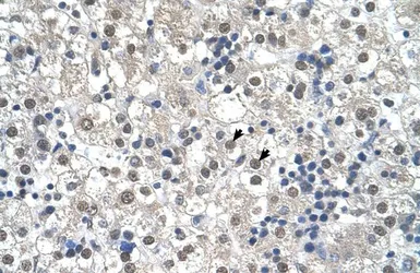 Anti-RTN2 antibody, N-term used in IHC (Paraffin sections) (IHC-P). GTX46422