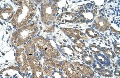 Anti-C21ORF7 antibody, C-term used in IHC (Paraffin sections) (IHC-P). GTX46995