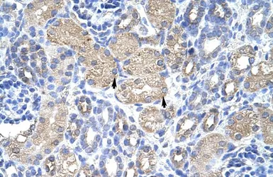 Anti-EIF3G antibody, N-term used in IHC (Paraffin sections) (IHC-P). GTX47376