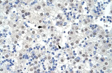 Anti-SF3B1 antibody, Internal used in IHC (Paraffin sections) (IHC-P). GTX47418