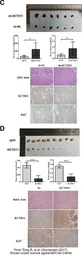 Anti-KCTD11 antibody, N-term used in Immunohistochemistry (IHC). GTX47451