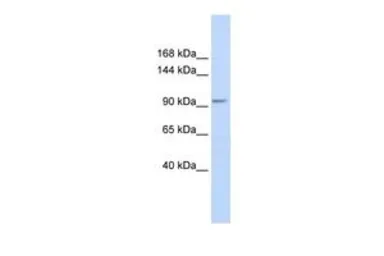 Anti-KCTD19 antibody, N-term used in Western Blot (WB). GTX47452