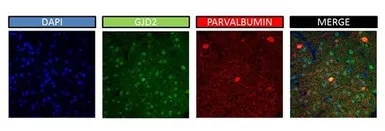 Anti-Connexin 36 antibody, Internal used in Immunohistochemistry (IHC). GTX47483