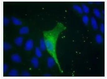 Anti-KCNK9 antibody, N-term used in Immunocytochemistry/ Immunofluorescence (ICC/IF). GTX47674