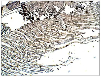 Anti-Adenylate cyclase 6 antibody used in IHC (Paraffin sections) (IHC-P). GTX47798