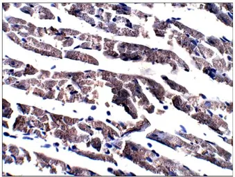 Anti-Adenylate cyclase 6 antibody used in IHC (Paraffin sections) (IHC-P). GTX47798