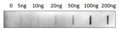 Anti-Urocotin 2 antibody used in Dot blot (Dot). GTX47847