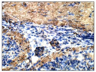 Anti-Urocotin 2 antibody used in IHC (Paraffin sections) (IHC-P). GTX47847