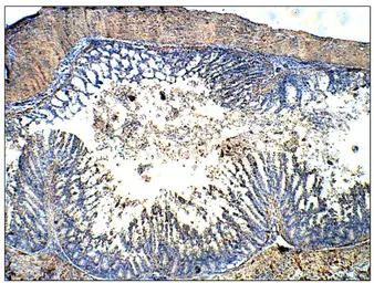 Anti-Urocotin 2 antibody used in IHC (Paraffin sections) (IHC-P). GTX47847