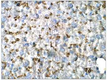 Anti-Urocotin 2 antibody used in IHC (Paraffin sections) (IHC-P). GTX47847