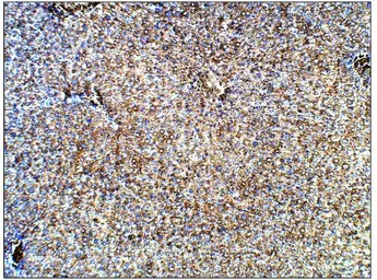 Anti-Urocotin 2 antibody used in IHC (Paraffin sections) (IHC-P). GTX47847