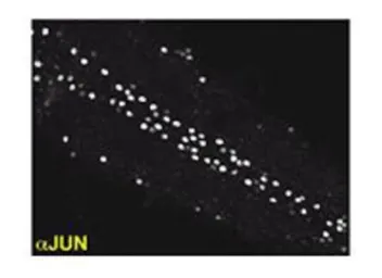 Anti-Drosophila Jun antibody (N-terminal) used in Immunohistochemistry (IHC). GTX47890