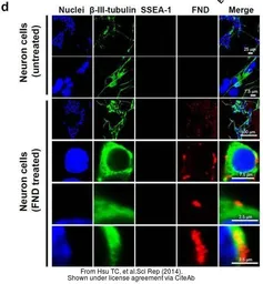 Anti-SSEA-1 / CD15 antibody [MC-480] used in Immunocytochemistry/ Immunofluorescence (ICC/IF). GTX48035