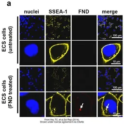 Anti-SSEA-1 / CD15 antibody [MC-480] used in Immunocytochemistry/ Immunofluorescence (ICC/IF). GTX48035