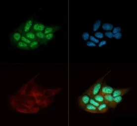 Anti-TDP43 antibody used in Immunocytochemistry/ Immunofluorescence (ICC/IF). GTX48590