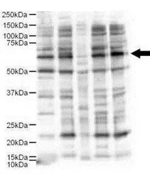 Anti-Ajuba antibody used in Western Blot (WB). GTX48743