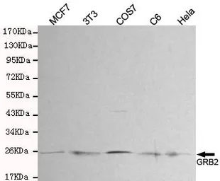 Anti-GRB2 antibody [3B2-G2-E5] used in Western Blot (WB). GTX49267