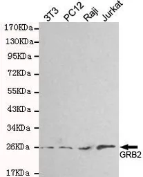 Anti-GRB2 antibody [3B2-G2-E5] used in Western Blot (WB). GTX49267