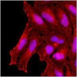 Anti-KCTD15 antibody [AT4C3] used in Immunocytochemistry/ Immunofluorescence (ICC/IF). GTX50002