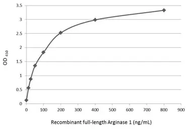 Arginase 1 ELISA Pair. GTX500037