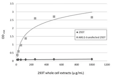 Arginase 1 ELISA Pair. GTX500037