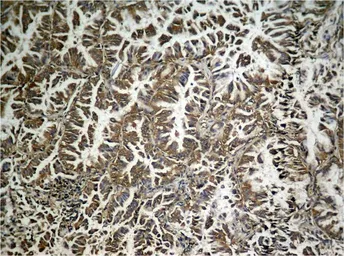 Anti-eIF2 alpha (phospho Ser48) antibody used in IHC (Paraffin sections) (IHC-P). GTX50342