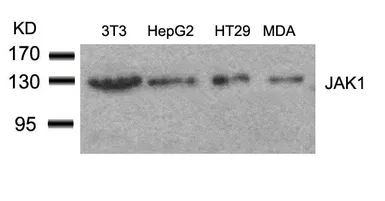 Anti-JAK1 antibody used in Western Blot (WB). GTX50466