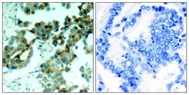 Anti-RPS6 antibody used in IHC (Paraffin sections) (IHC-P). GTX50552