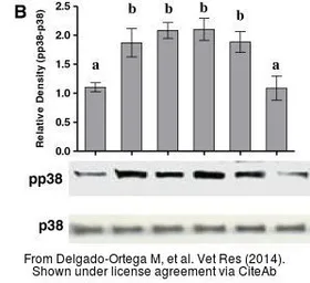 Anti-p38 MAPK antibody used in Western Blot (WB). GTX50566