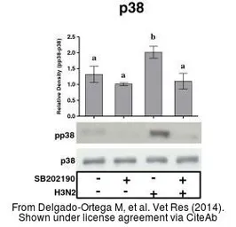 Anti-p38 MAPK antibody used in Western Blot (WB). GTX50566