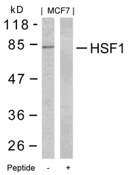 Anti-HSF1 antibody used in Western Blot (WB). GTX50576