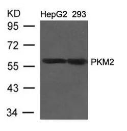 Anti-PKM2 antibody used in Western Blot (WB). GTX50857