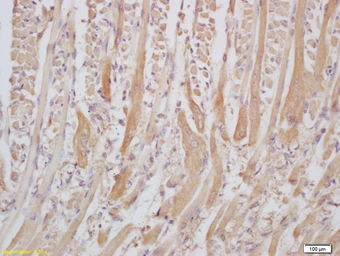 Anti-Senataxin antibody used in IHC (Paraffin sections) (IHC-P). GTX51152