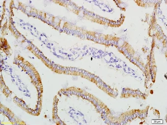 Anti-ADM2 antibody used in IHC (Paraffin sections) (IHC-P). GTX51559