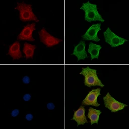 Anti-JNK antibody used in Immunocytochemistry/ Immunofluorescence (ICC/IF). GTX52360