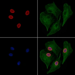 Anti-JNK antibody used in Immunocytochemistry/ Immunofluorescence (ICC/IF). GTX52360