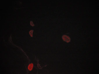 Anti-JNK antibody used in Immunocytochemistry/ Immunofluorescence (ICC/IF). GTX52360