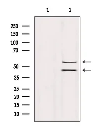 Anti-JNK antibody used in Western Blot (WB). GTX52360