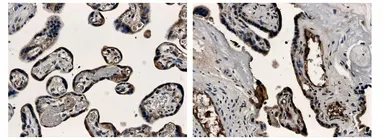 Anti-VE-Cadherin antibody [8A03] used in IHC (Paraffin sections) (IHC-P). GTX52465