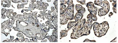 Anti-TIE1 antibody [12D9] used in IHC (Paraffin sections) (IHC-P). GTX52470