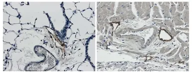 Anti-LYVE1 antibody [4D17] used in IHC (Paraffin sections) (IHC-P). GTX53124