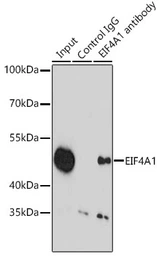 Anti-EIF4A1 antibody used in Immunoprecipitation (IP). GTX54032