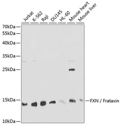 Anti-Frataxin antibody used in Western Blot (WB). GTX54036