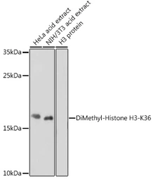 Anti-Histone H3K36me2 (di-methyl Lys36) antibody used in Western Blot (WB). GTX54108