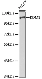 Anti-LSD1 antibody used in Western Blot (WB). GTX54328